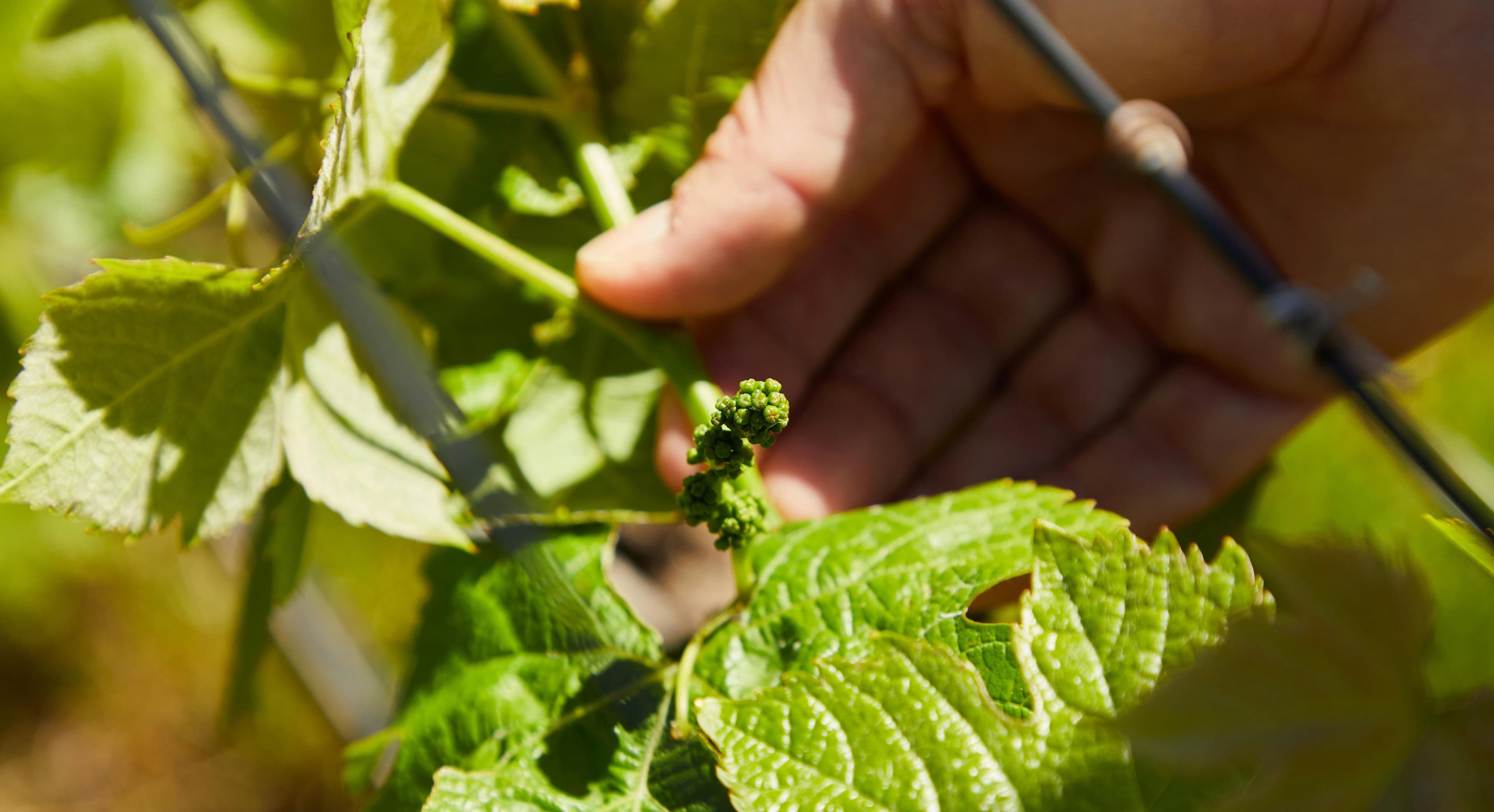azienda-agricola-capovilla