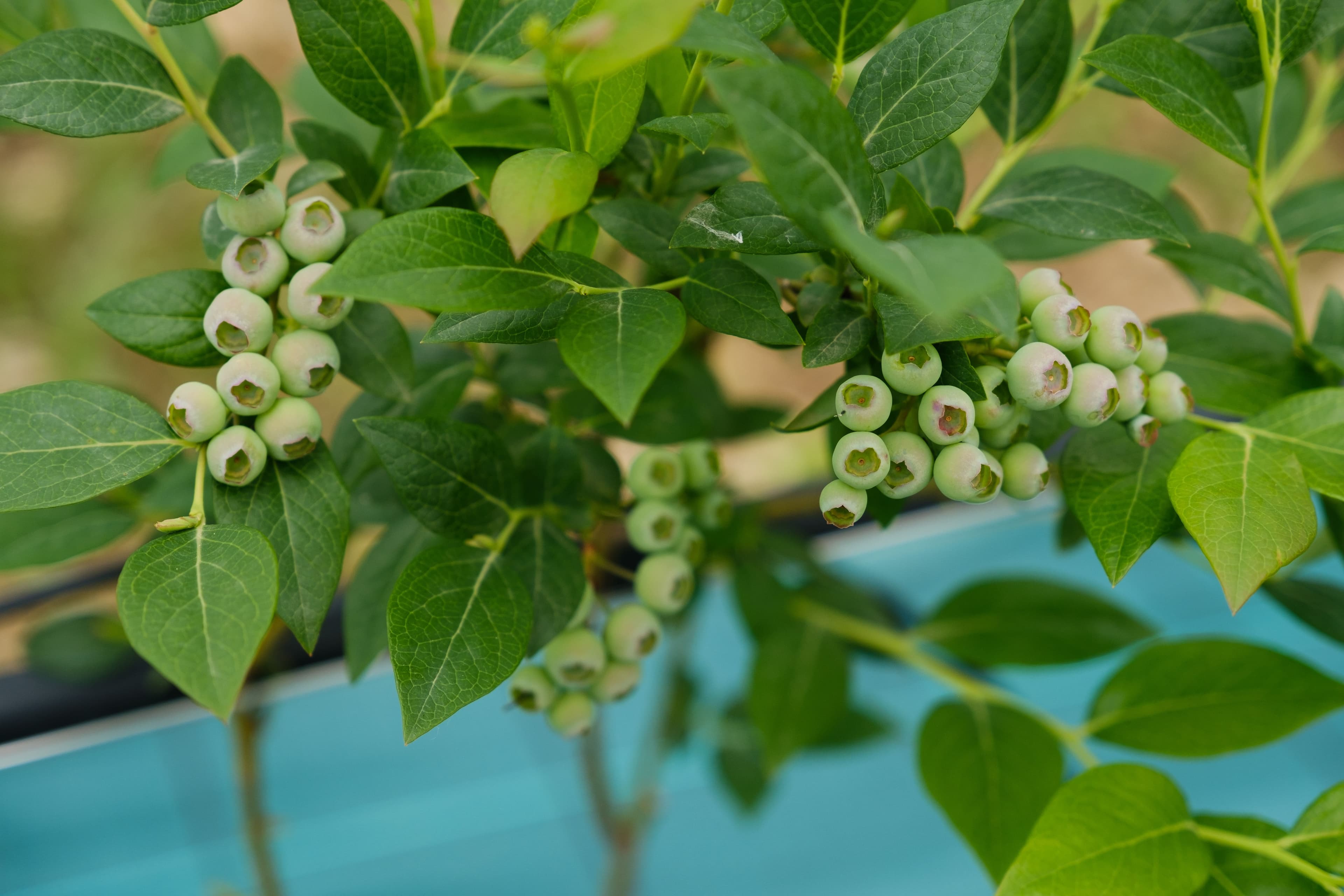 gli-ori-del-battilana-di-c-d