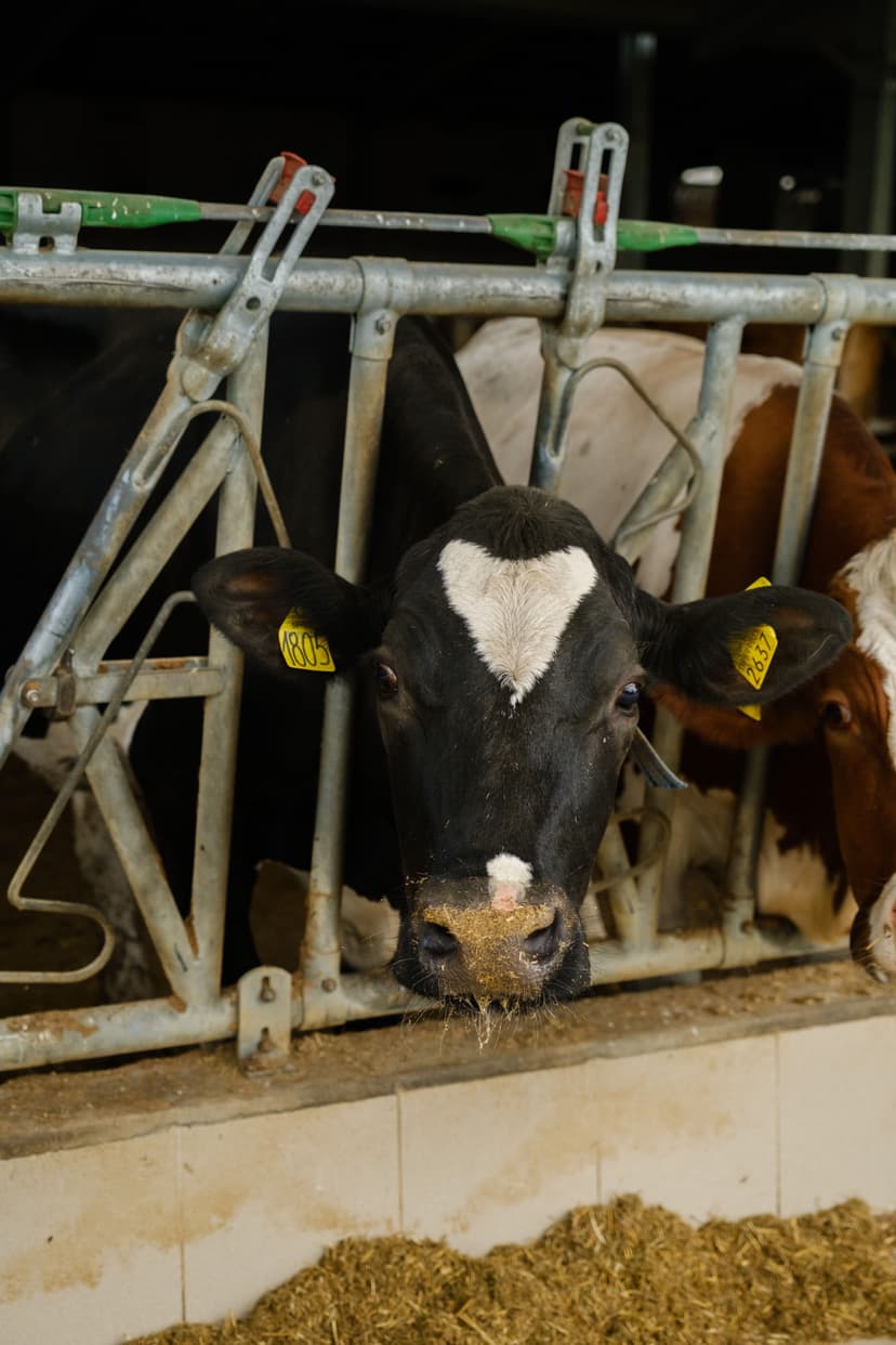 Società Agricola Tassan Damiano e Valentino