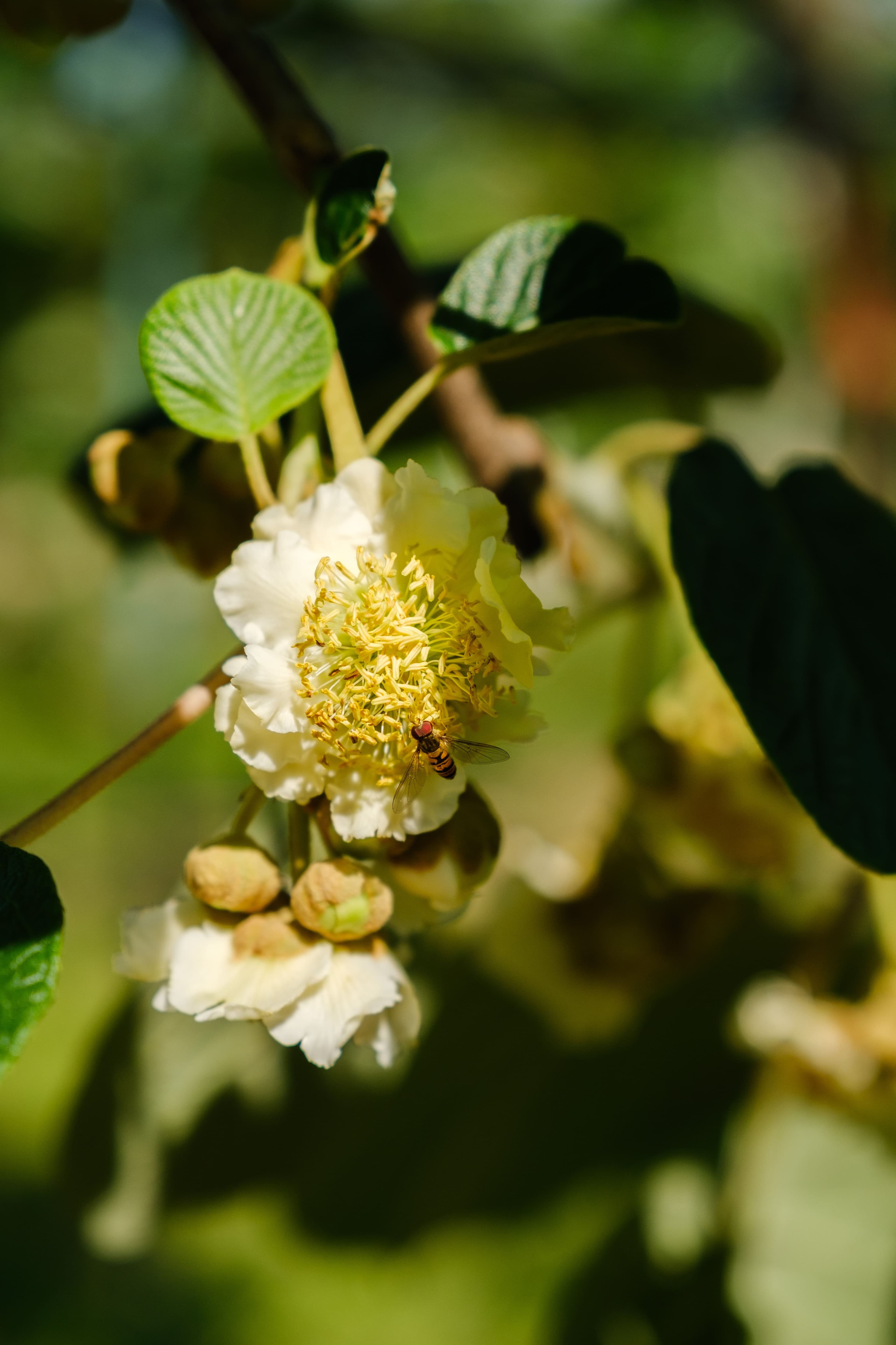 san-pellegrino-agricola-societa-semplice-agricola