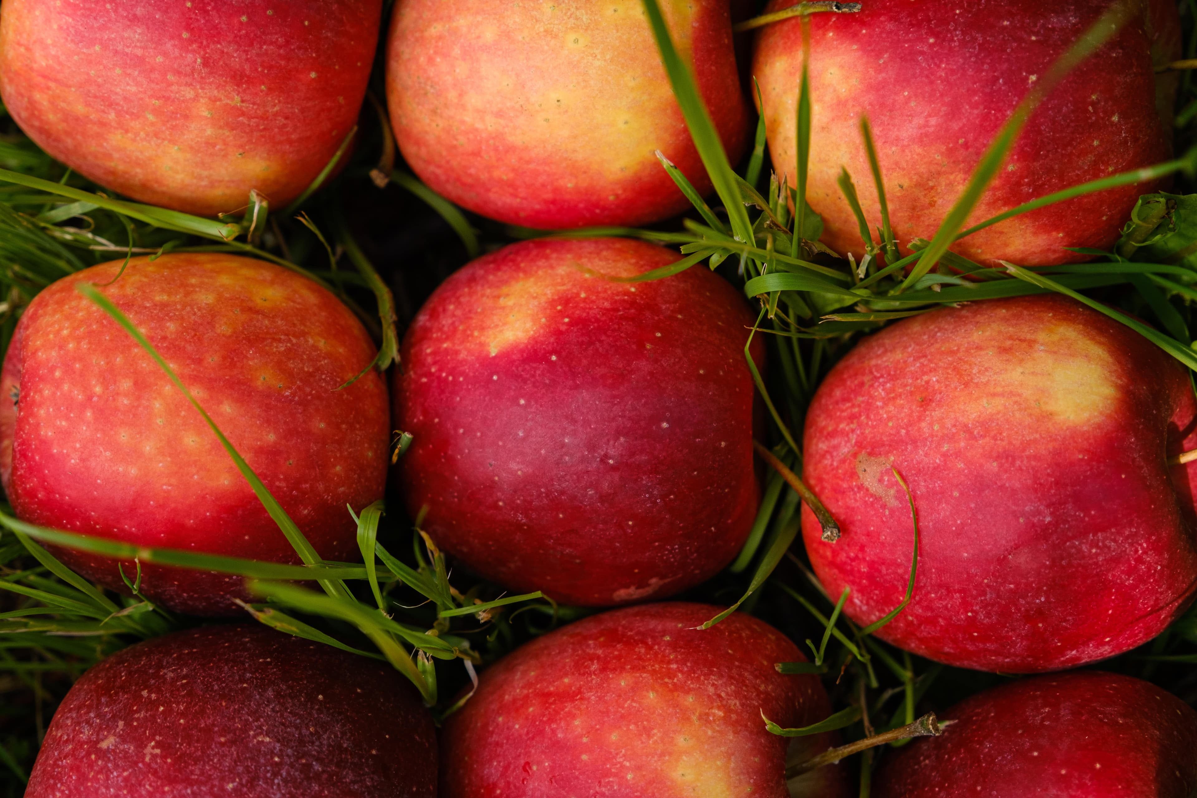 m-g-c-di-cettolo-mauro-e-c-societa-semplice-agricola